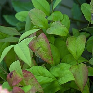 Nandina domestica 'Fire Power'