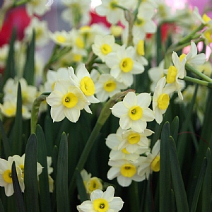Narcissus 'Minnow'
