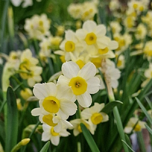 Narcissus 'Minnow'