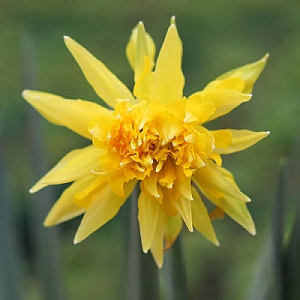 Narcissus 'Rip van Winkle' 6 pack