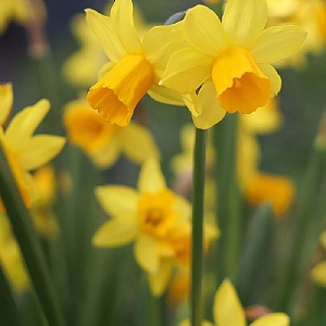 Narcissus 'Tete a Tete' 6 pack