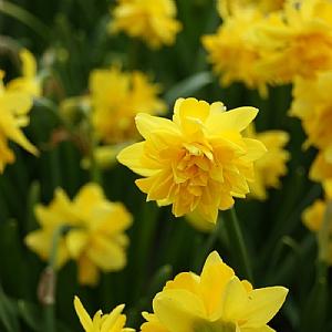 Narcissus 'Tete Boucle'