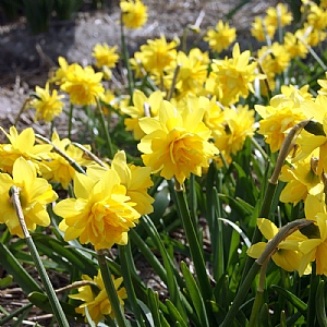 Narcissus 'Tete Boucle'