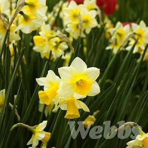 Narcissus 'Golden Echo'