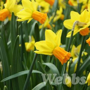 Narcissus 'Jetfire'