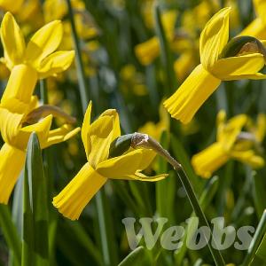 Narcissus 'Jumblie'