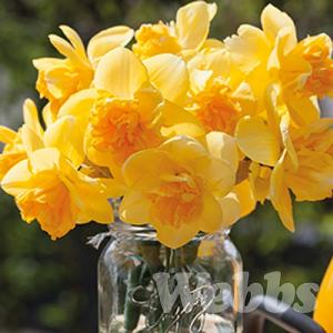 Narcissus 'Orange Juice'