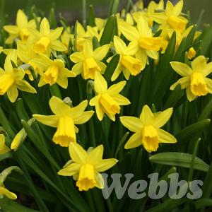 Narcissus 'Tete-a-tete'