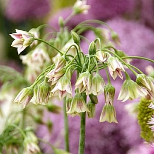 Nectaroscordum siculum