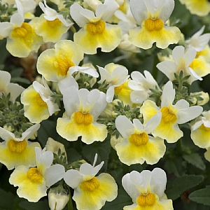 Nemesia 'Aroma Banana Split'