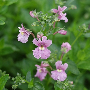 Nemesia 'Confetti'