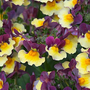 Nemesia 'Rhubarb and Custard'