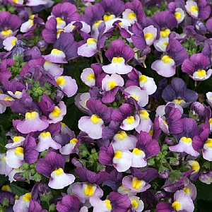Nemesia 'Lady Jane'