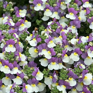 Nemesia 'Lady Kate'