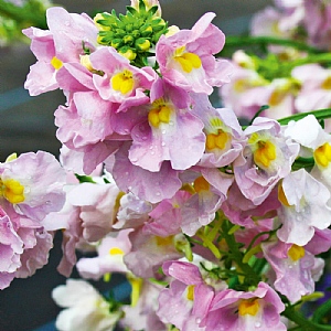 Nemesia 'Peaches n Cream'