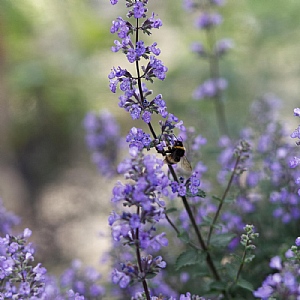Nepeta 'Blue Wonder'