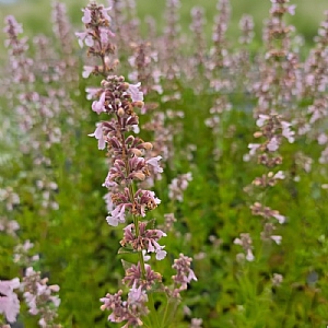 Nepeta grandiflora 'Dawn to Dusk'