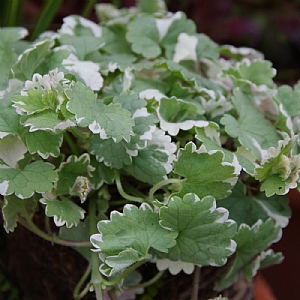 Nepeta 'Grannilocks'