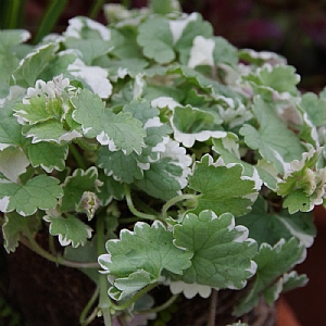 Nepeta 'Grannilocks'