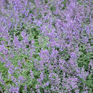 Nepeta 'Junior Walker'