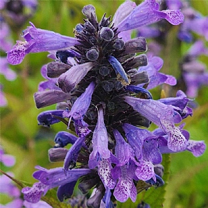Nepeta 'Magical Mr Blue Sky'