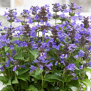 Nepeta 'Neptune'