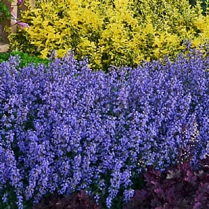 Nepeta x faassenii 'Purrsian Blue'