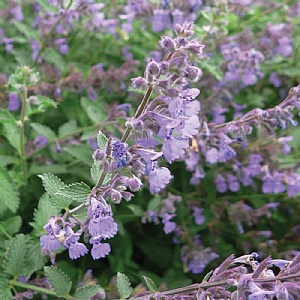 Nepeta 'Six Hills Giant'