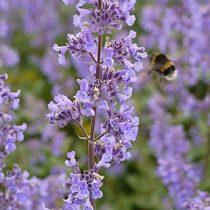 Nepeta grandiflora 'Summer Magic'