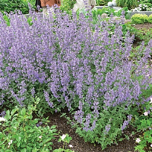 Nepeta racemosa 'Walker's Low'