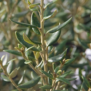 Olearia x haastii