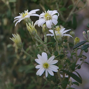 Olearia phlogopappa 'Spring Bling'