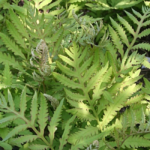 Onoclea sensibilis