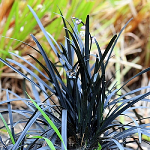 Ophiopogon planiscapus 'Niger'