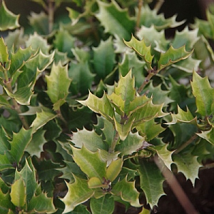 Osmanthus heterophyllus 'Party Lights'