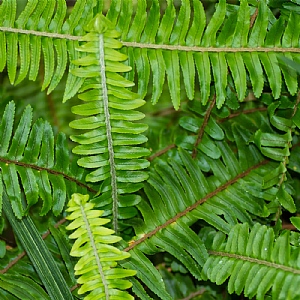 Osmunda regalis