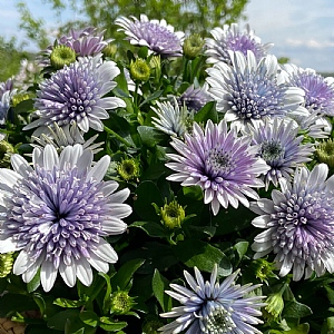Osteospermum 'Blue Steel'