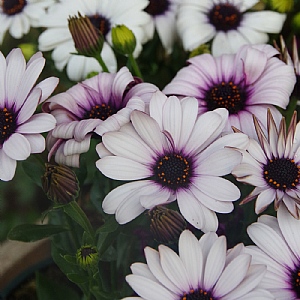 Osteospermum 'Klaudia'