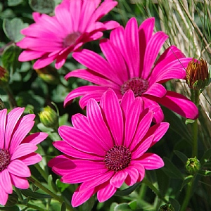 Osteospermum 'Kylie'