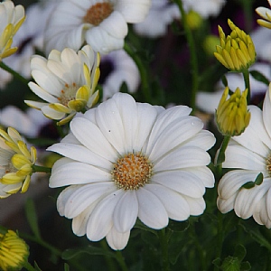Osteospermum 'Lizzy'