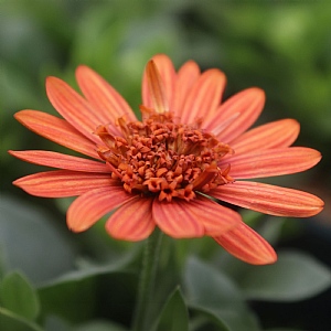 Osteospermum '3D Orange'