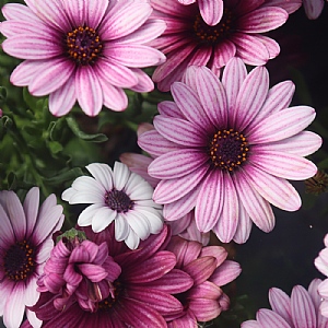 Osteospermum 'Sunny Atilla'