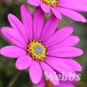 Osteospermum 'In the Pink'