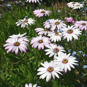 Osteospermum 'Lady Leitrim'