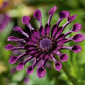 Osteospermum 'Spider Purple'