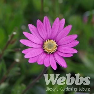 Osteospermum 'Stardust'