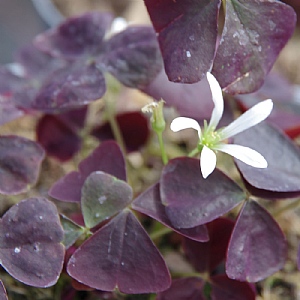 Oxalis 'Black Velvet'