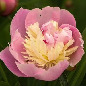 Paeonia 'Bowl of Beauty'