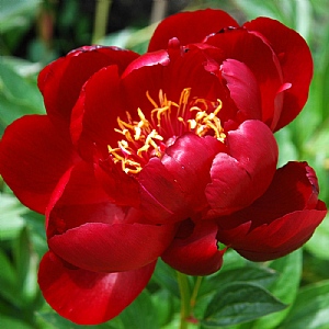 Paeonia 'Buckeye Bell'