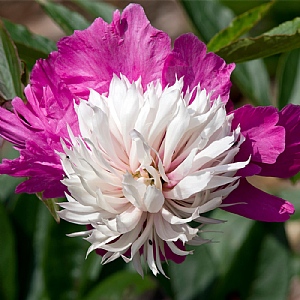 Paeonia 'Celebrity'